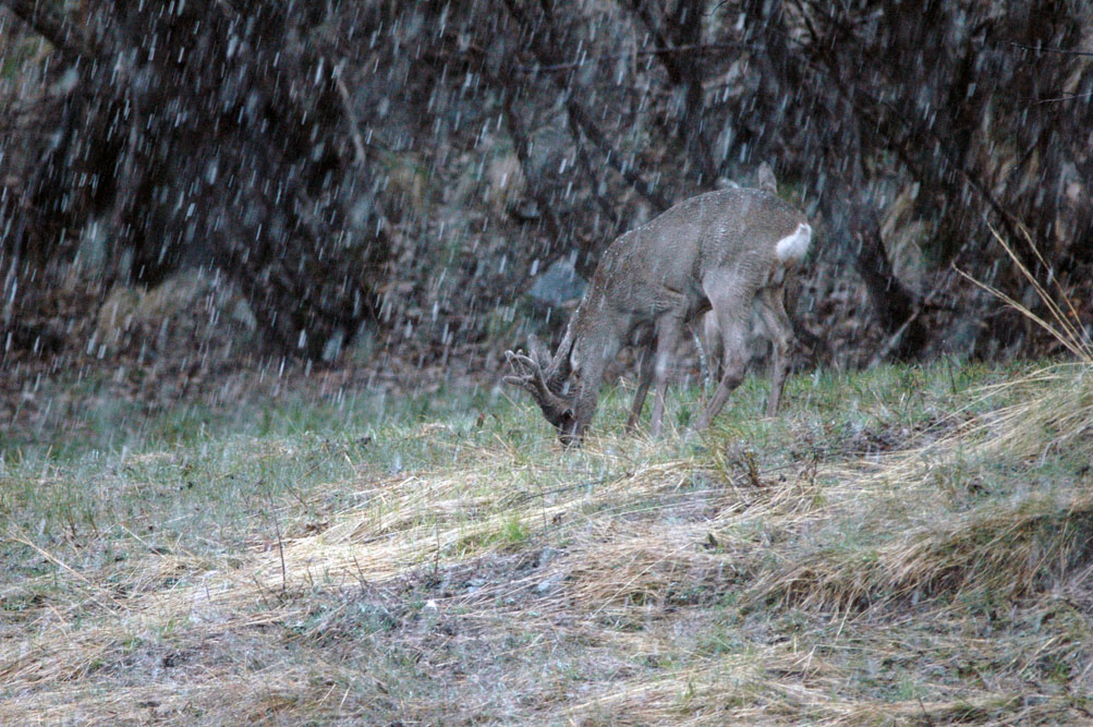 Il Capriolo